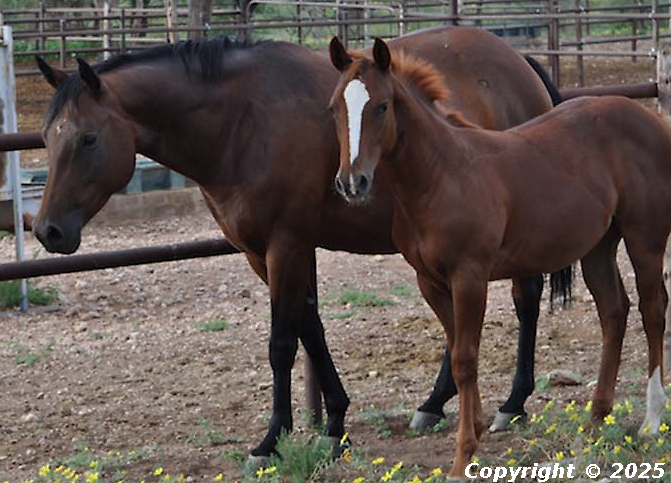 Bronco Springers Pico
